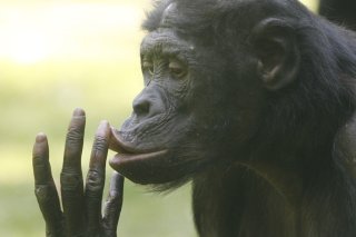 Les grands singes, dont les bonobos, produisent des vocalisations ressemblant au rire lorsqu'ils sont chatouillés ou pendant des jeux brusques, tout comme les enfants humains (archives). KEYSTONE/AP dapd/HERMANN J. KNIPPERTZ